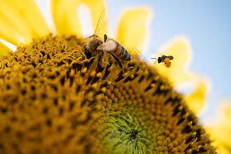 小蜜蜂在田里从黄向日葵中授粉植物群季节花蜜农场向日葵植物场地花粉环境昆虫图片