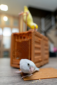 Fupus 小小鹦鹉鸟 在木笼上 带着可笑的脸图片