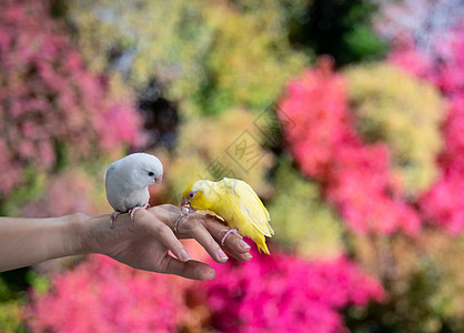 小鹦鹉黄色和白色 Forpus 鸟在手边 黄色鹦鹉试图咬住珍珠戒指情调翅膀幼鸟宠物栖息野生动物羽毛朋友们热带异国图片