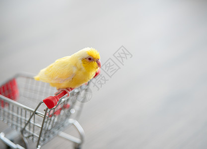 小小购物车上的小黄鹦鹉鹦鹉 福普斯鸟荒野情调羽毛翅膀宠物鹦鹉朋友们野生动物栖息小鸟图片
