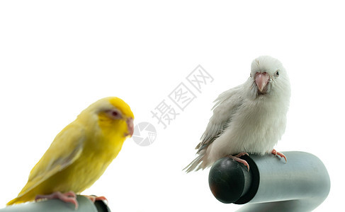 一对小鹦鹉尾巴 白色和黄色的福普斯鸟热带宠物鸟类羽毛朋友们荒野翅膀野生动物眼睛蓝色图片