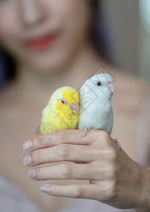 怀着小黄白鹦鹉的Forpus鸟的女人图片