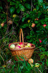红色和绿色新鲜采摘的苹果 在绿草上的篮子水果叶子农村农场食物季节花园农业收成饮食图片