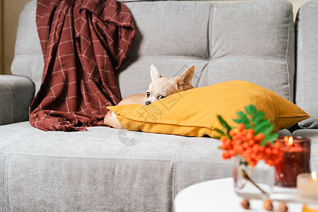 有趣的小狗吉娃娃躺在沙发上和枕头下格子室内 可爱的小狗在寒冷的秋天秋天冬天的天气里在毯子下取暖 带蜡烛和装饰的客厅里的宠物公寓动图片