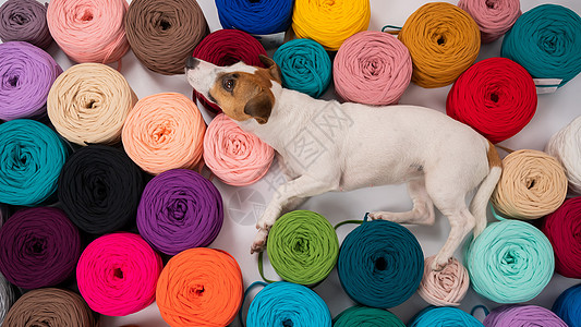 狗在多色棉人中紧贴灯丝织物棉布收藏针织工艺手工钩针绞线细绳图片