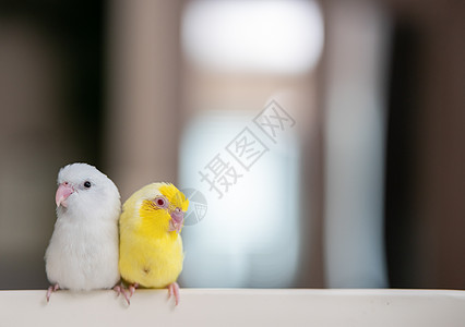 一对小鹦鹉尾巴 白色和黄色的福普斯鸟羽毛鸟类热带袖珍蓝色野生动物眼睛朋友们荒野翅膀图片