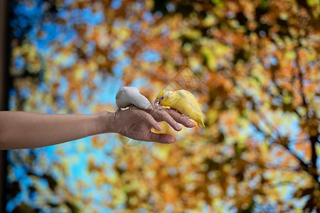 小鹦鹉黄色和白色 Forpus 鸟在手边 黄色鹦鹉试图咬住珍珠戒指翅膀栖息热带婴儿宠物异国幼鸟羽毛朋友们情调图片