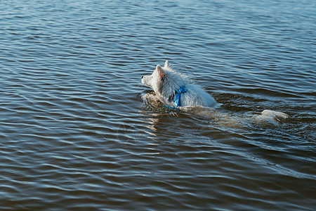 白雪雪狗 在湖水中游泳日本史匹兹蓝色朋友公主动物城市池塘图片