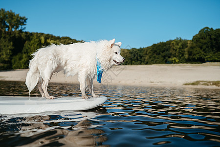 站在湖边的Sup Board板上 在湖边的Sup委员会站立图片