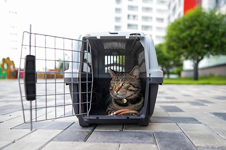 灰猫在人行道户外的载体里小猫谎言保健宠物小路城市猫科街道朋友动物图片