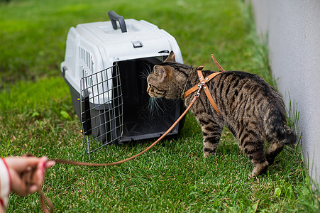船主在野外绿草地上 用领带绑住一艘灰色条纹猫运输动物皮带冒险宠物女性公园虎斑盒子猫咪图片