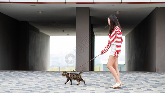 一只灰色的条纹猫在户外散步时用皮带拉着车主晶须朋友们兽医探险家人行道旅行运输城市动物猫咪图片