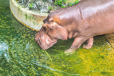 河马或河马在池塘自然野生动物中饮水的肖像动物园眼睛两栖水陆哺乳动物国家公园牙齿犬类游泳图片