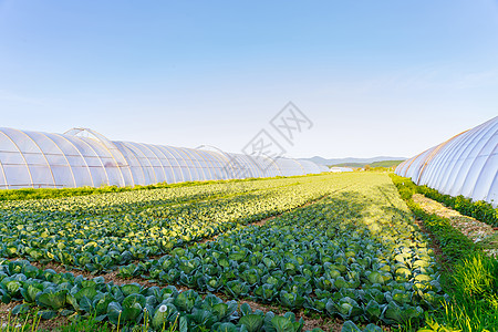 在阳光明媚的一天 田野里种植了很多卷心菜 就在农夫的大温室附近图片
