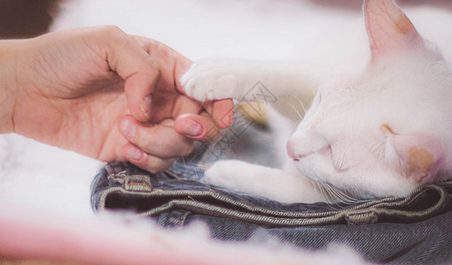 和猫一起玩的女生 去安慰一只病猫 快乐的小猫动物白色朋友们猫咪胡须哺乳动物宠物宠物人友谊图片