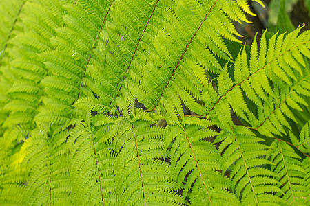 热带绿叶纹理的热带绿叶纹理 自然背景生活环境植物学蕨叶森林植物蕨类生态树木园艺图片