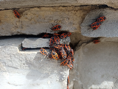 红甲虫在太阳的灌木丛中 石头上有许多甲虫森林黑色植物荒野火虫季节环境野生动物昆虫学动物群图片