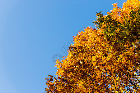 秋季森林树顶的底部视图 五颜六色的林地中灿烂的晨景 秋天鲜艳的黄橡树 金色明亮的橙色秋叶映衬着蓝天图片