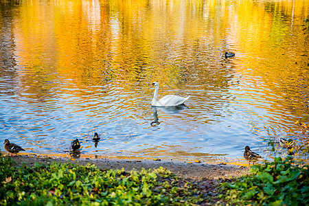 秋天湖的天鹅 有美丽的染色 白天鹅漂浮在秋天蓝池塘中池塘羽毛季节蓝色公园动物水禽游泳野生动物旅行图片