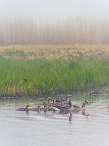 在河里有鹅族环境地标农村翅膀鸭子天空小孩堤防旅行国家图片