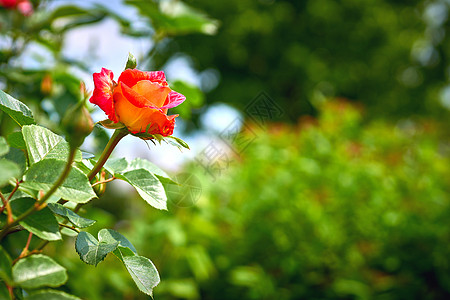 在阳光明媚的绿日 黑魔法家族的红玫瑰植物群温暖蓝色酒红色背景地球绿色季节空地玫瑰图片