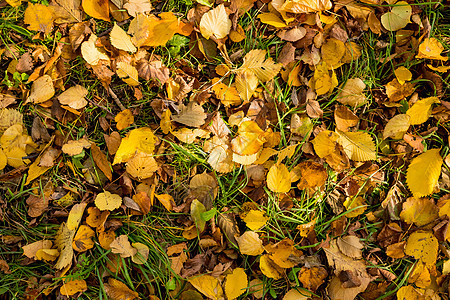 白桦树秋天落叶的背景 黄色和橙色的秋叶落在地上 顶视图 秋天落叶背景图片
