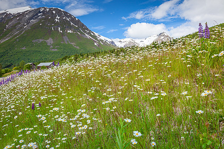 挪威农村地区 斯堪的纳维亚Sognefjord附近的奥兰有野花旅行雏菊植物国家日出草地假期天空晴天农场图片