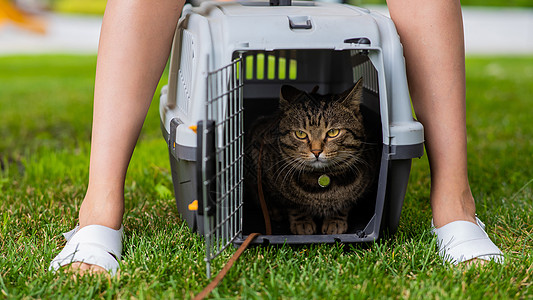 一只灰色斑斑猫躺在一艘载体中 它位于开阔空气中的绿草地上 紧靠着船主的脚女性盒子公园女士动物晶须运输宠物冒险安全图片