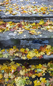 秋天落在沥青上的枫叶 黄色 绿色 秋叶散落在潮湿的黑色沥青上植物地面金子星星季节叶子枫香人行道植物群植物学图片