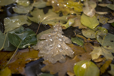 雨和潮湿的秋树 在地下落下叶子橙子金子生长地面季节收成香气天气公园图片
