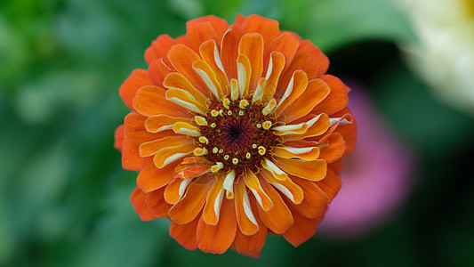 夏花园中美丽的橙色雪贝拉花朵图片