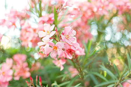 绿叶背景模糊的美丽粉红花朵花叶子野花晴天植物学花园公园神经质夹竹桃花花朵绿化图片