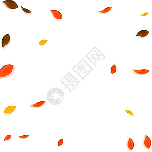 秋天落叶 红 黄 绿 棕C生物插图生态墙纸快乐叶子学校植物群树叶植物图片