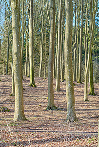 早春的森林和树木  丹麦 一张早春森林美景的照片王国树干叶子季节桦木衬套孤独植物娱乐假期图片