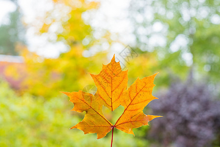 这是自然界中一个非常好的细节 近距离看 一片大橙色叶子上有一个心形孔 背景中的秋天风景 黄色的枫叶中间刻着一颗心图片