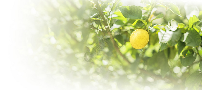 公司简介bannerBanner成熟的柠檬在阳光下挂在树枝上背景