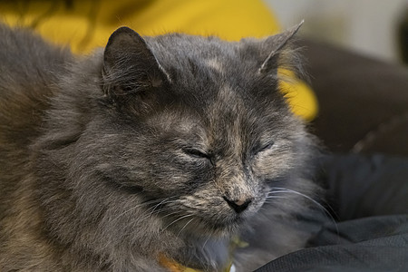 灰猫猫科猫咪思维哺乳动物食肉科学毛皮动物兽医好奇心图片