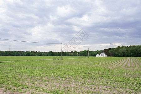 一片农村风景 田地播种玉米和一座小白房子房屋建筑学旅游天空阳光土地农田建筑农场农业图片