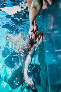 水族馆的抽筋鱼从水中跳出手来触摸 烟灰缸里有蓝色的水图片