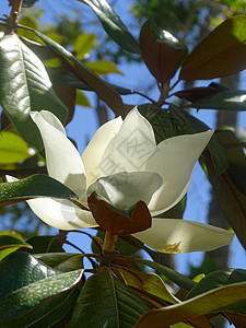 太阳下一棵树上的巨白色木兰花热带宏观植物群白色花园植物学植物自然公园玉兰图片