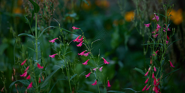 红花和在花园中留胡子的披笔者绿色叶子图片