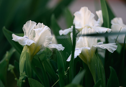 花园里满是绿叶子的白花月花图片