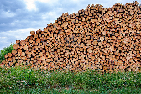 工业 Lumber工业 很多木质日志材料木工人仓库树干圆圈环境柴堆林地松树图片