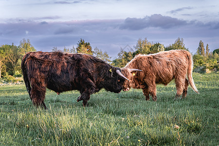 瓦塞纳尔沙丘高地牛植被旅行农场奶牛小牛头发动物场地农业农村图片