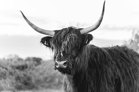 瓦塞纳尔沙丘高地牛农场长发动物旅行沙丘野生动物农村头发荒野娱乐图片