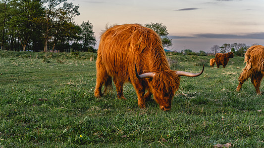 瓦塞纳尔沙丘高地牛头发植被长发野生动物荒野旅行场地喇叭农场娱乐图片