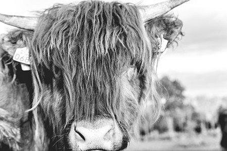 瓦塞纳尔沙丘高地牛头发荒野喇叭场地娱乐动物农业野生动物沙丘旅行图片