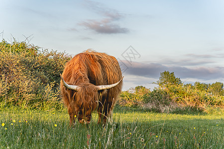 瓦塞纳尔沙丘高地牛沙丘农场奶牛喇叭农业长发野生动物动物农村荒野图片