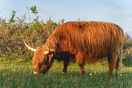 瓦塞纳尔沙丘高地牛旅行奶牛野生动物娱乐农村植被喇叭荒野动物牛角图片
