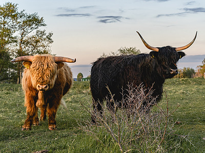 瓦塞纳尔沙丘高地牛动物农场农业娱乐旅行牛角小牛农村植被喇叭图片